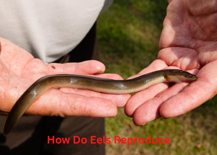 How Do Eels Reproduce | Bludwing