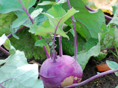 Companion Plants for Kohlrabi