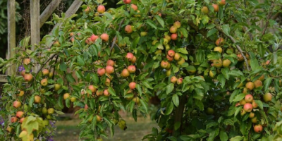 Companion Planting for Apple Trees