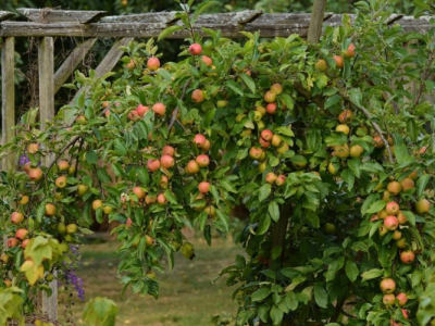 Companion Planting for Apple Trees